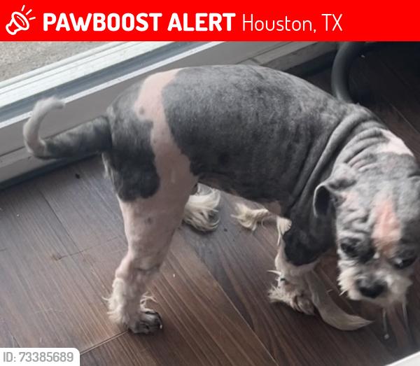 Lost Male Dog last seen Westbury High School, Houston, TX 77035