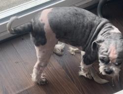 Lost Male Dog last seen Westbury High School, Houston, TX 77035