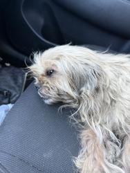 Found/Stray Female Dog last seen Airline, Corpus Christi, TX 78412