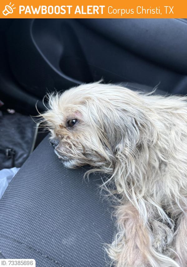 Found/Stray Female Dog last seen Airline, Corpus Christi, TX 78412
