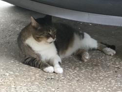 Lost Male Cat last seen Sheeler oaks subdivision, Apopka, FL 32703