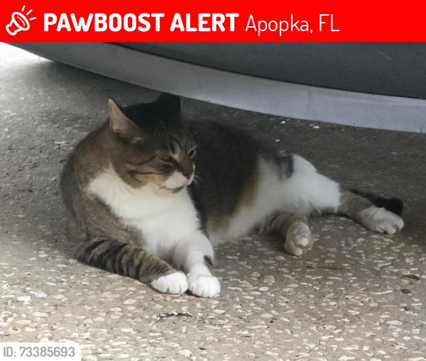 Lost Male Cat last seen Sheeler oaks subdivision, Apopka, FL 32703