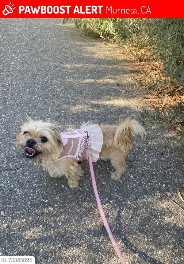 Lost Female Dog last seen Hancock Ave and Snow Gum Ln by the trail, Murrieta, CA 92562