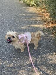 Lost Female Dog last seen Hancock Ave and Snow Gum Ln by the trail, Murrieta, CA 92562