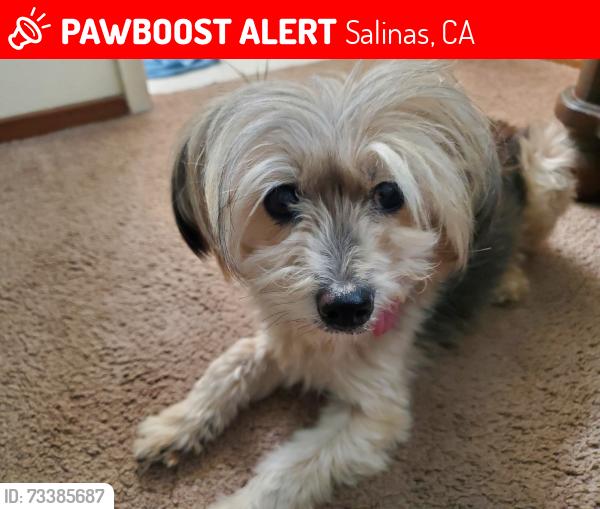 Lost Male Dog last seen Sutro cir, Salinas, CA 93907