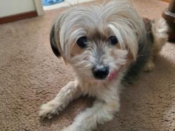 Lost Male Dog last seen Sutro cir, Salinas, CA 93907