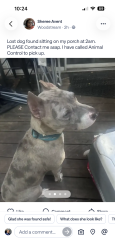 Found/Stray Female Dog last seen woodstream lane, Lanham, MD 20706