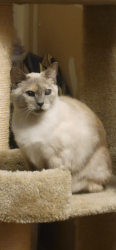 Lost Female Cat last seen Near the Sedamsville Rectory, Cincinnati, OH 45204