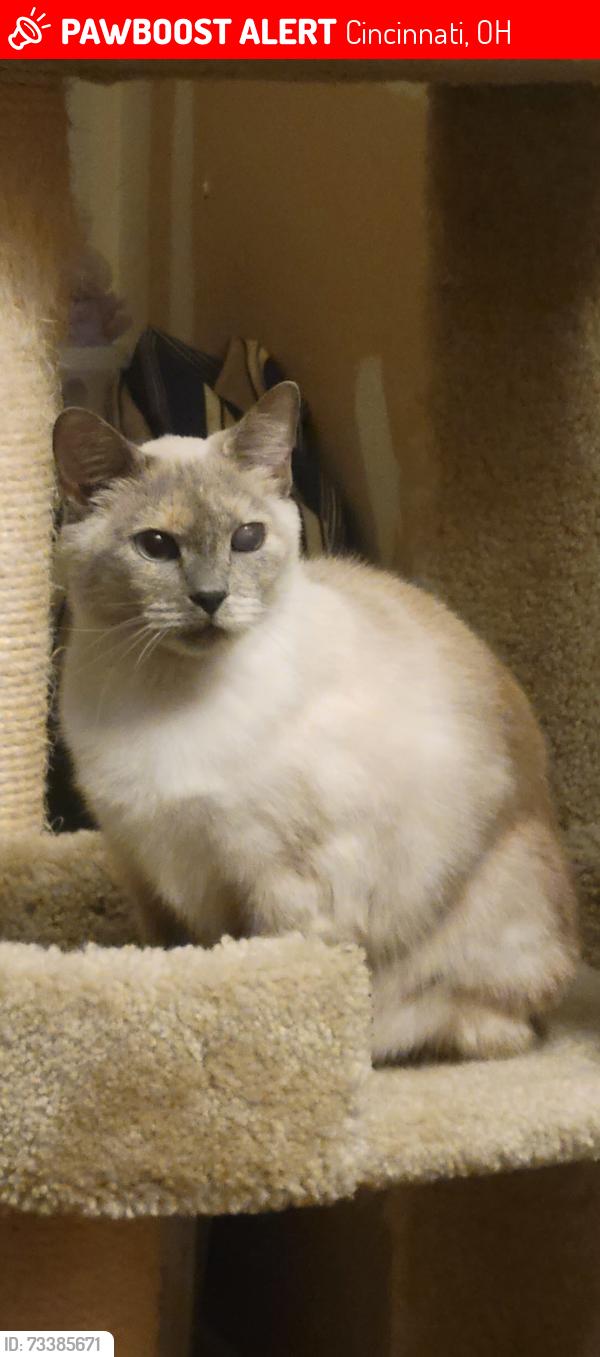 Lost Female Cat last seen Near the Sedamsville Rectory, Cincinnati, OH 45204