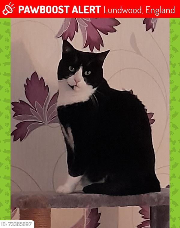 Lost Female Cat last seen Lund Lane, Lundwood, England 