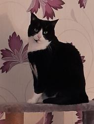 Lost Female Cat last seen Lund Lane, Lundwood, England 