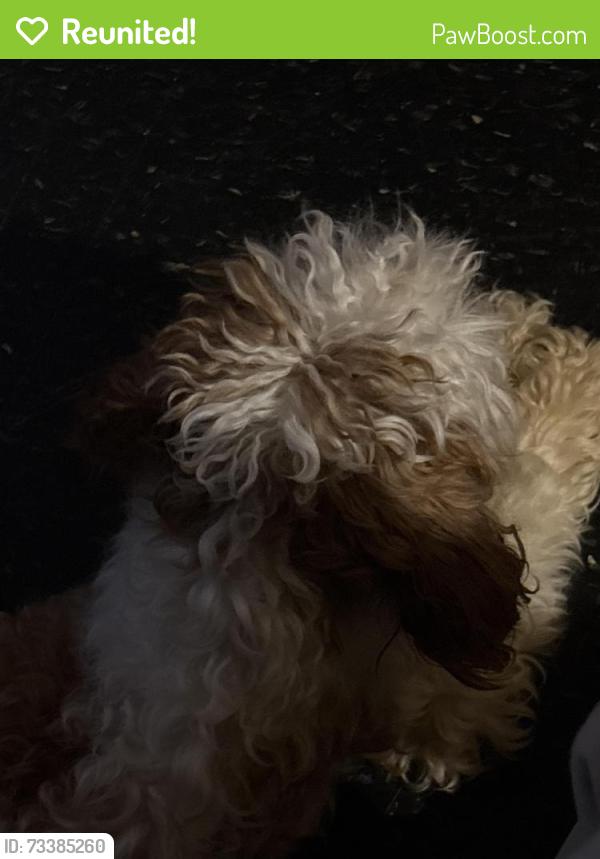 Reunited Male Dog last seen big brown building, Chicago, IL 60653