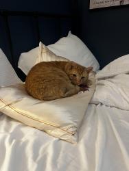 Reunited Male Cat last seen Near Ridgecrest Dr., Alexandria, VA 22308