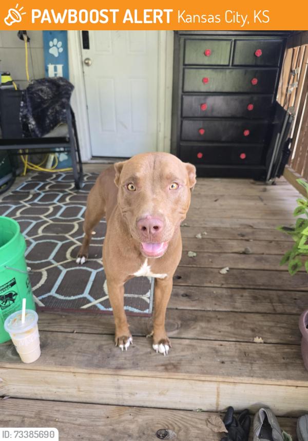 Found/Stray Male Dog last seen 36th and Oliver, Kansas City, KS 66106