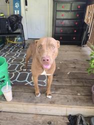 Found/Stray Male Dog last seen 36th and Oliver, Kansas City, KS 66106