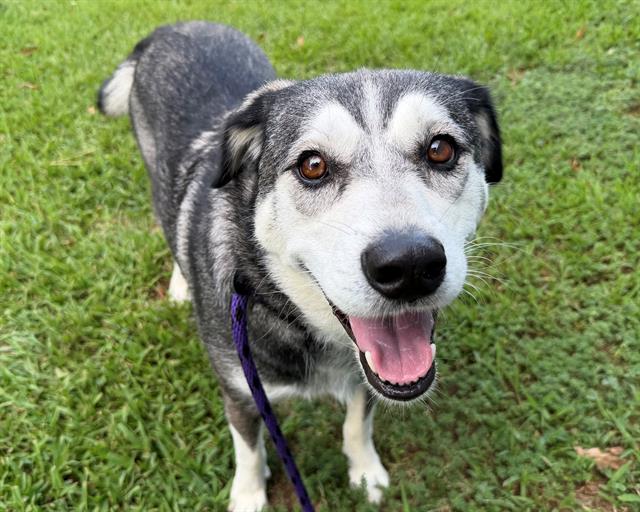 Shelter Stray Female Dog last seen CHARLOTTE, 8315 Byrum Dr, Charlotte, NC 28217, USA