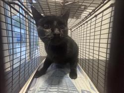 Shelter Stray Female Cat last seen , 957 N Gaffey St, San Pedro, CA 90731, USA
