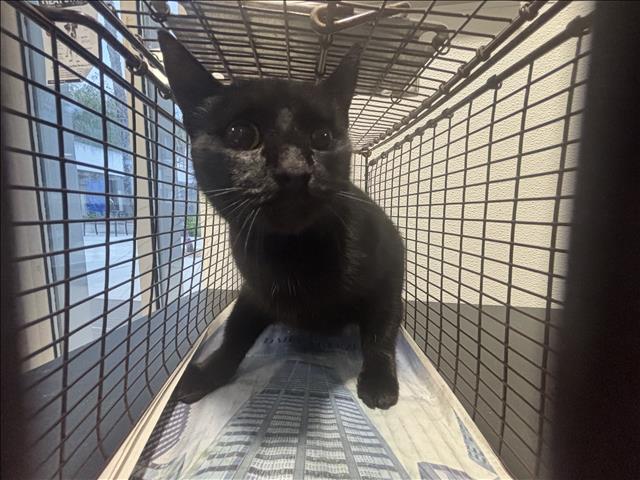 Shelter Stray Female Cat last seen , 957 N Gaffey St, San Pedro, CA 90731, USA