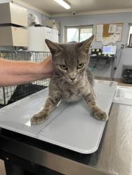 Shelter Stray Female Cat last seen WHEATFIELD DR, 1601 Airport Rd, Shelby, NC 28150, USA