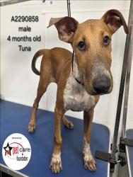 Shelter Stray Male Dog last seen , 3201 Lacy St, Los Angeles, CA 90031, USA
