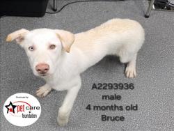 Shelter Stray Male Dog last seen , 3201 Lacy St, Los Angeles, CA 90031, USA