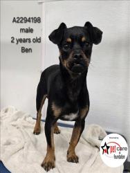 Shelter Stray Male Dog last seen , 3201 Lacy St, Los Angeles, CA 90031, USA