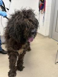 Shelter Stray Male Dog last seen BURLINGTON AC, 221 Stone Quarry Rd, Burlington, NC 27217, USA
