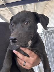 Shelter Stray Female Dog last seen Near BLOCK LAKE ST, BAKERSFIELD CA 93305, 3951 Fruitvale Ave, Bakersfield, CA 93308, USA