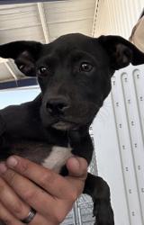 Shelter Stray Female Dog last seen Near BLOCK LAKE ST, BAKERSFIELD CA 93305, 3951 Fruitvale Ave, Bakersfield, CA 93308, USA