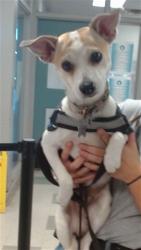 Shelter Stray Male Dog last seen , 2811 SE 29th St, Oklahoma City, OK 73129, USA