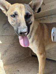 Shelter Stray Male Dog last seen Near BLOCK NE 13TH ST, OKLAHOMA CITY OK 73104, 2811 SE 29th St, Oklahoma City, OK 73129, USA