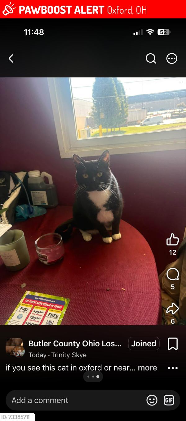 Lost Male Cat last seen s college ave, Oxford, OH 45056