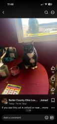 Lost Male Cat last seen s college ave, Oxford, OH 45056