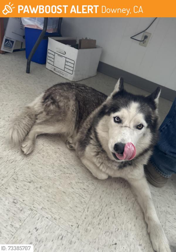 Found/Stray Female Dog last seen Garfield and Gardendale, Downey, CA 90242