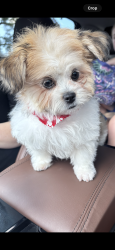 Lost Male Dog last seen Fox creek, North Augusta, SC 29841
