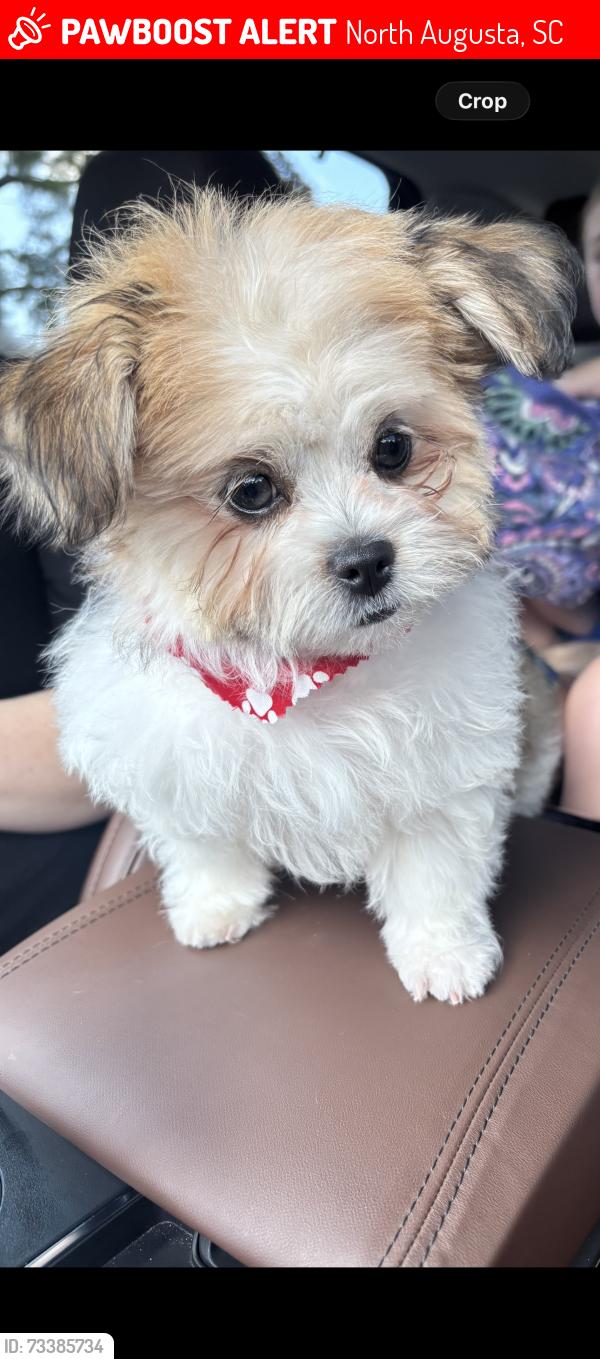 Lost Male Dog last seen Fox creek, North Augusta, SC 29841