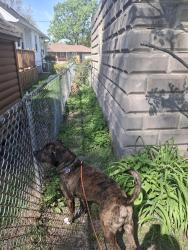 Lost Male Dog last seen Near n Avalon pl, Peoria, IL 61604