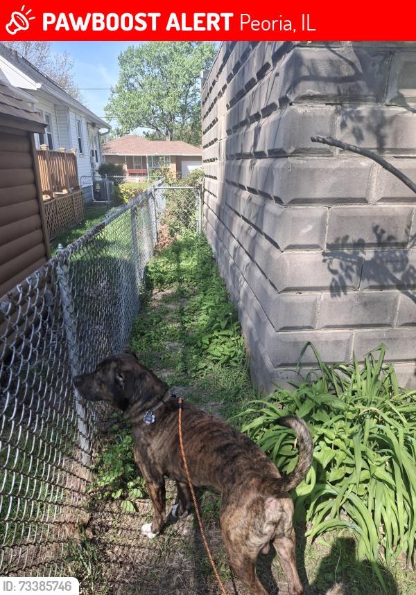 Lost Male Dog last seen Near n Avalon pl, Peoria, IL 61604
