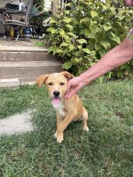 Found/Stray Male Dog last seen Whitehall Plantation, Simpsonville, SC 29681