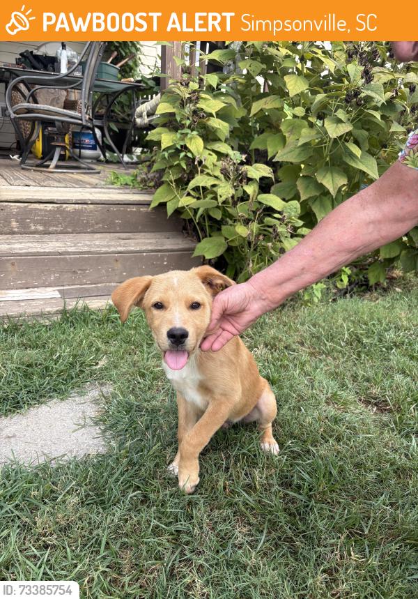 Found/Stray Male Dog last seen Whitehall Plantation, Simpsonville, SC 29681