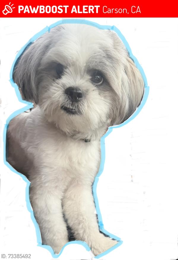 Lost Male Dog last seen Clarion and Main Street, Carson, CA 90745