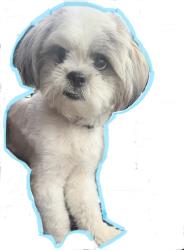 Lost Male Dog last seen Clarion and Main Street, Carson, CA 90745