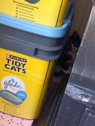 Found/Stray Unknown Cat last seen Marigold Rd, Imperial, MO 63052