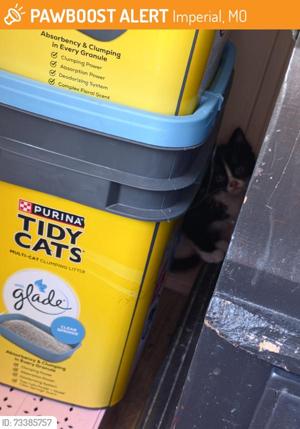 Found/Stray Unknown Cat last seen Marigold Rd, Imperial, MO 63052