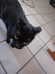 Lost Male Cat last seen 10th ave terr s, St. Petersburg, FL 33707