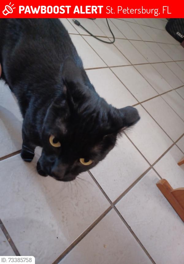 Lost Male Cat last seen 10th ave terr s, St. Petersburg, FL 33707