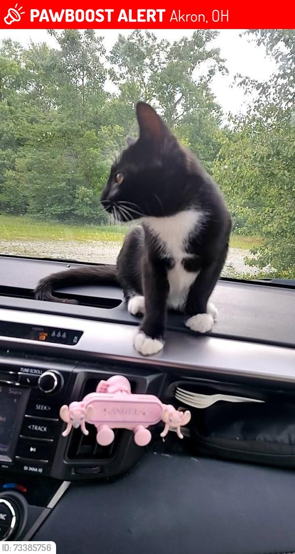 Lost Male Cat last seen Kathleen St, Akron, OH 44317