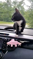 Lost Male Cat last seen Kathleen St, Akron, OH 44317