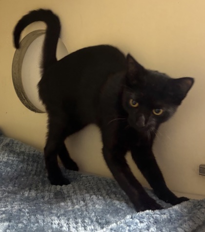 Shelter Stray Female Cat last seen Near Chamblee Tucker Rd, 30341, GA, 3280 Chamblee Dunwoody Rd, Chamblee, GA 30341, USA