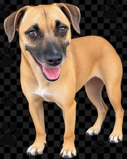Shelter Stray Female Dog last seen , Caddo Parish, LA, 1500 Monty St, Shreveport, LA 71107, USA